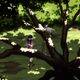 Illustration for article titled Ani-TAY Trainime Review - Nekomonogatari (BLACK)
